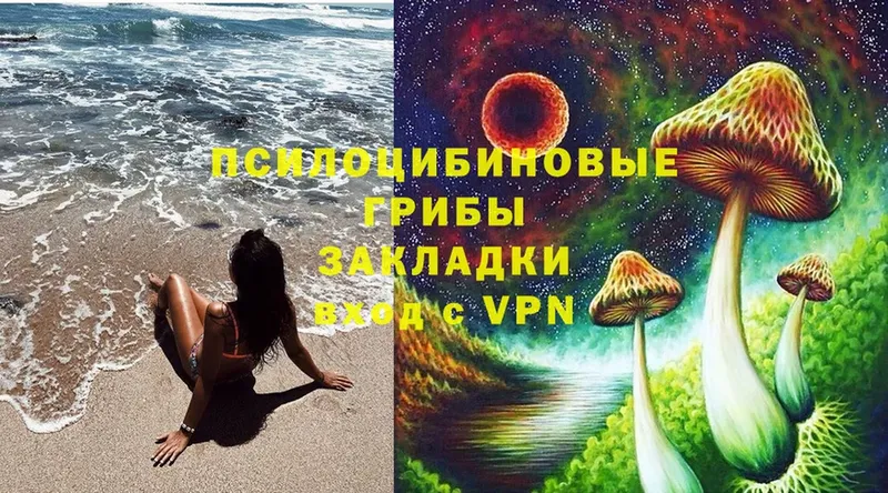 где можно купить   Новомичуринск  Галлюциногенные грибы MAGIC MUSHROOMS 